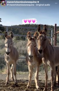 MAVERICKS MISSION EQUINE SANCTUARY