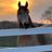 Angel Reins Stable