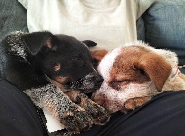 FurKids Rescue
