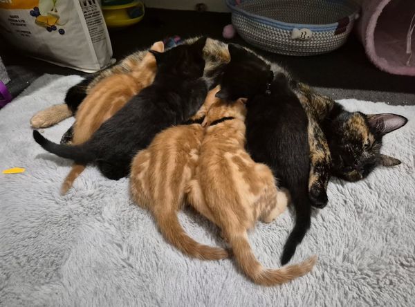 FurKids Rescue