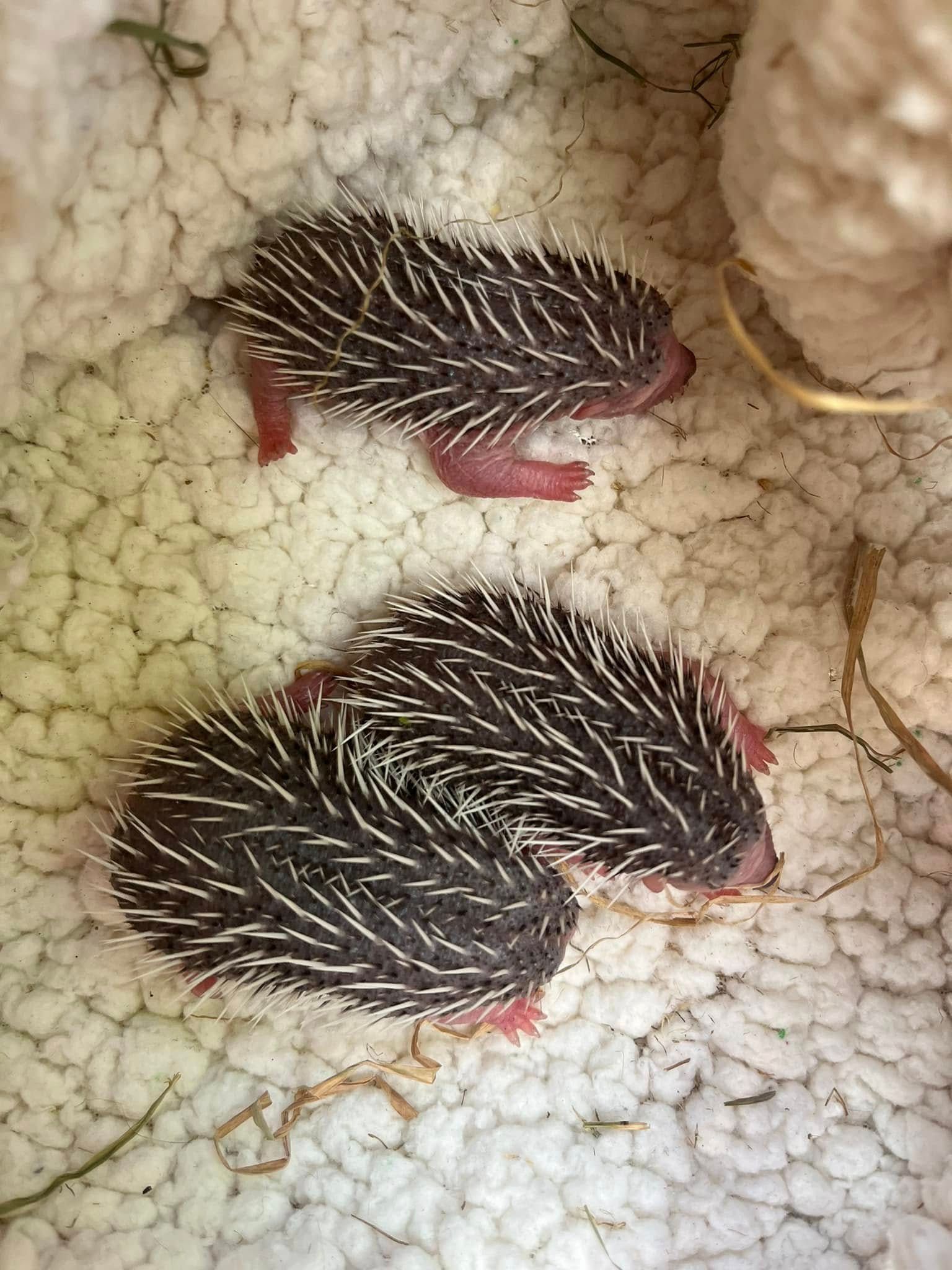 Lowton Hedgehog Rescue