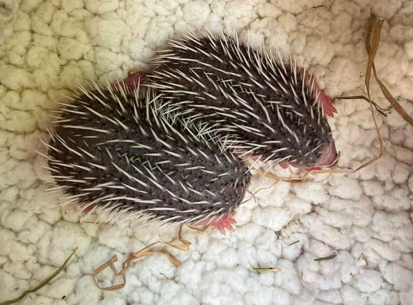 Lowton Hedgehog Rescue