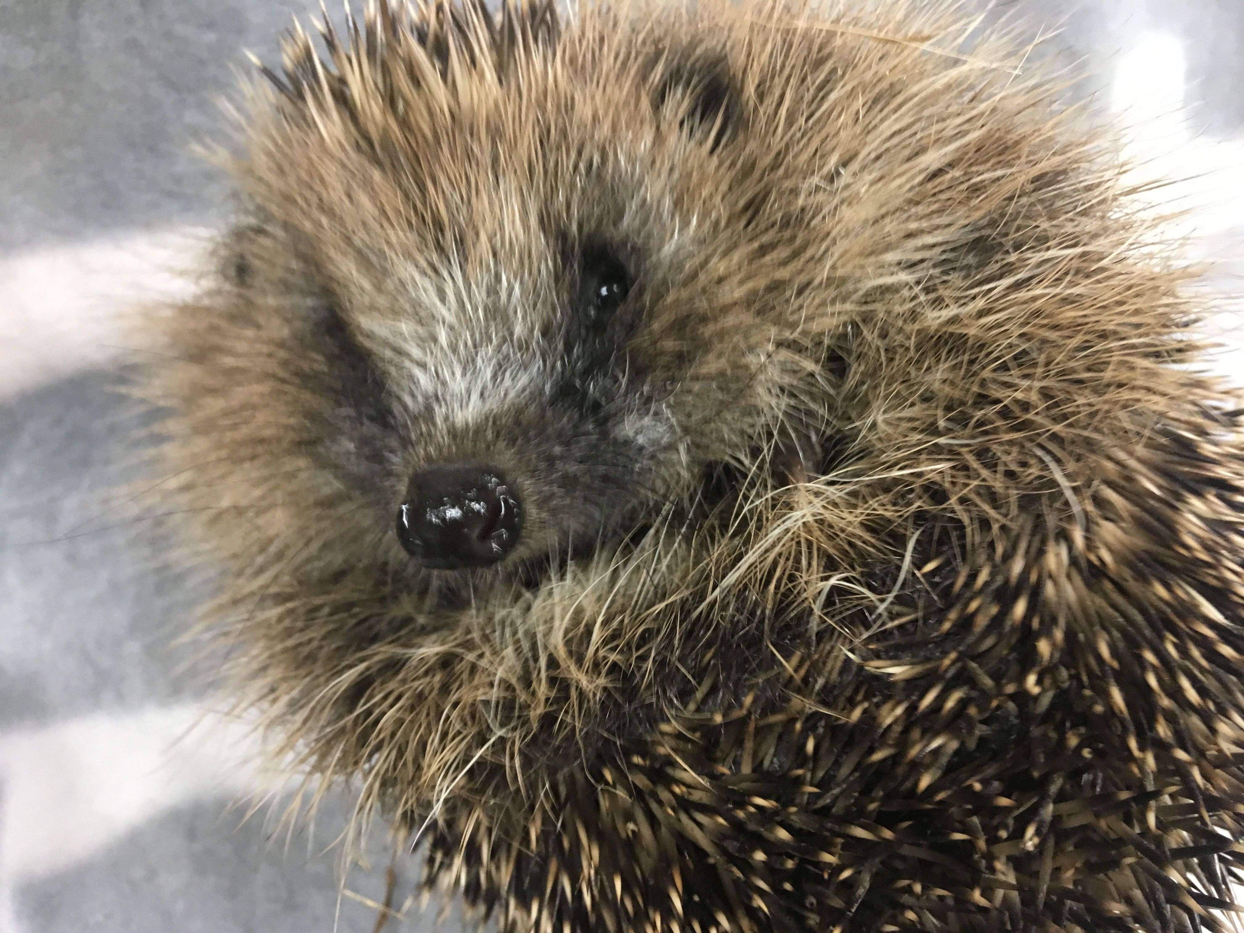 Lowton Hedgehog Rescue