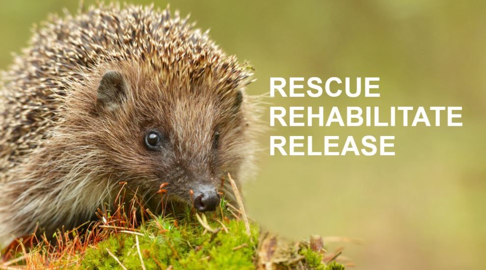Lowton Hedgehog Rescue