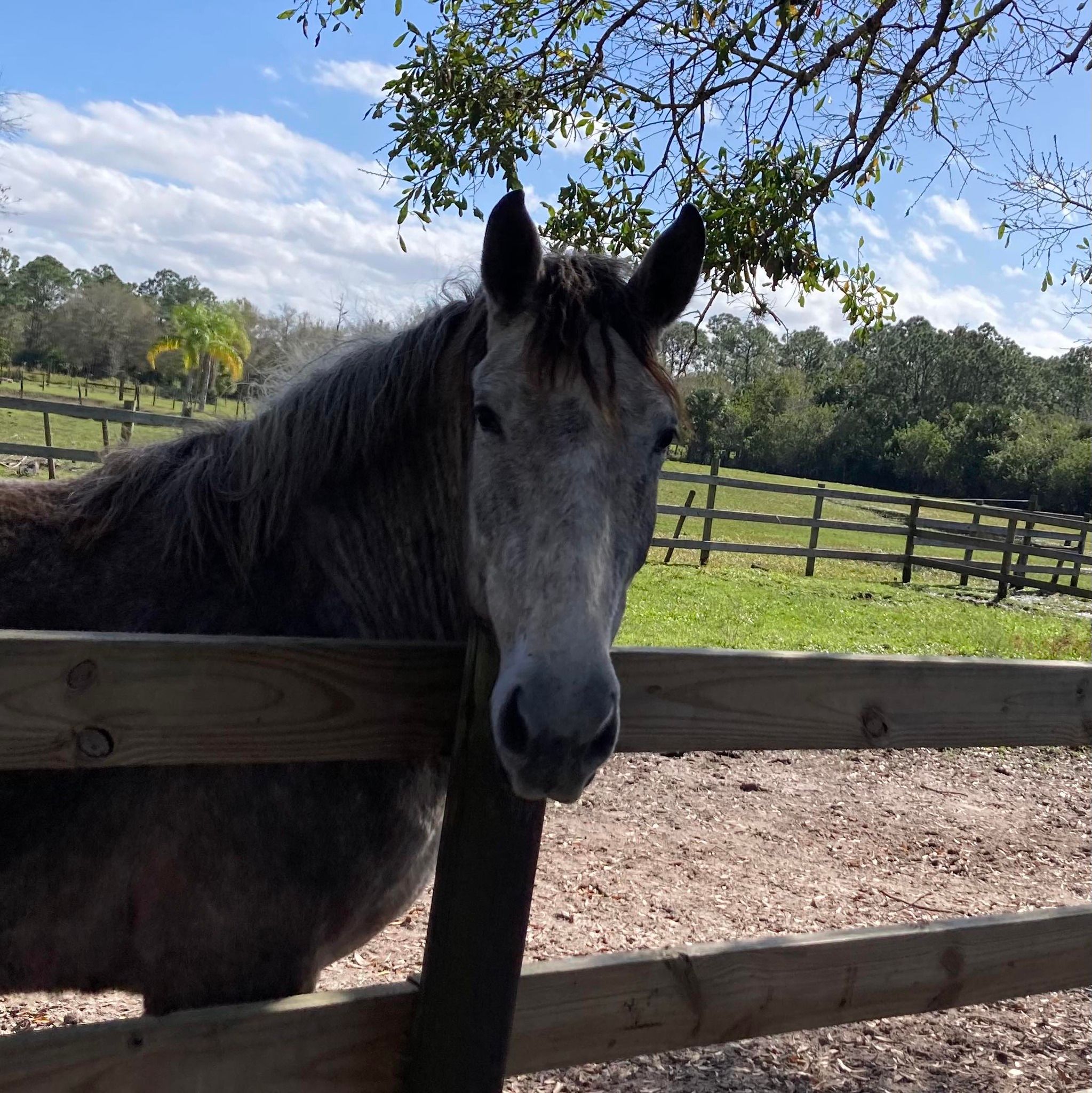 Rescue Riders Horse Rescue Inc