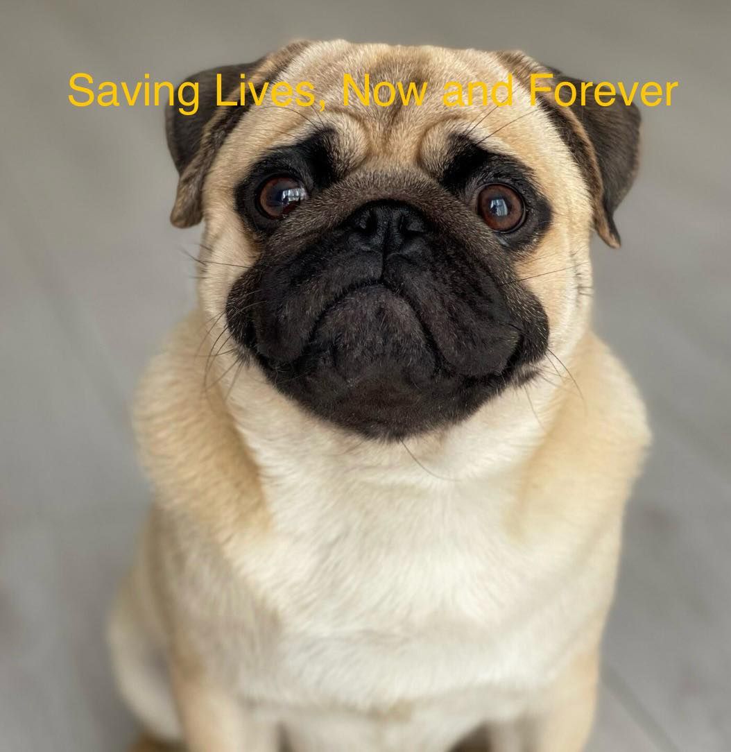 Pug Life Rescue UK