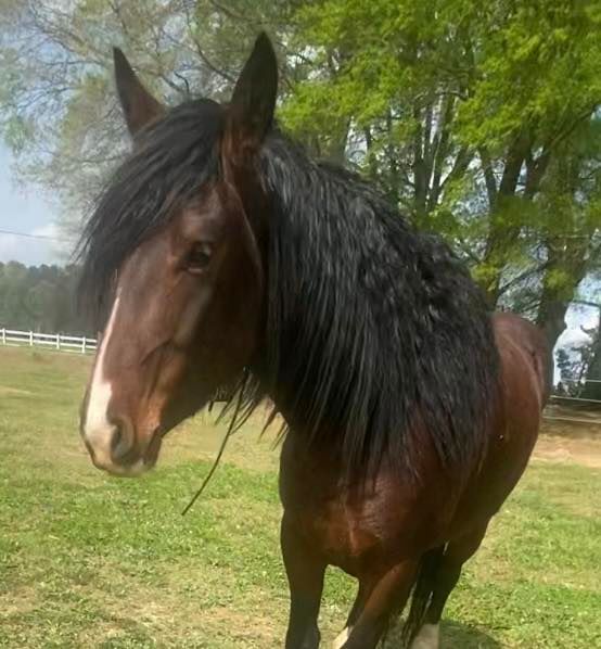 Dreamcatcher equine sanctuary