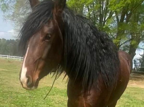 Dreamcatcher equine sanctuary