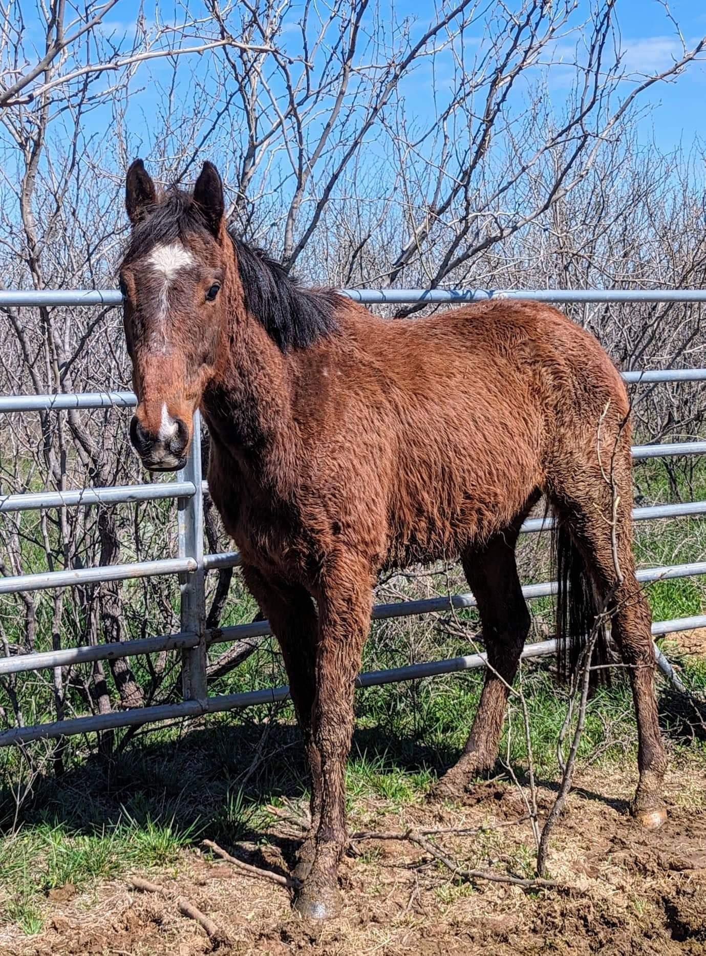 Dreamcatcher equine sanctuary
