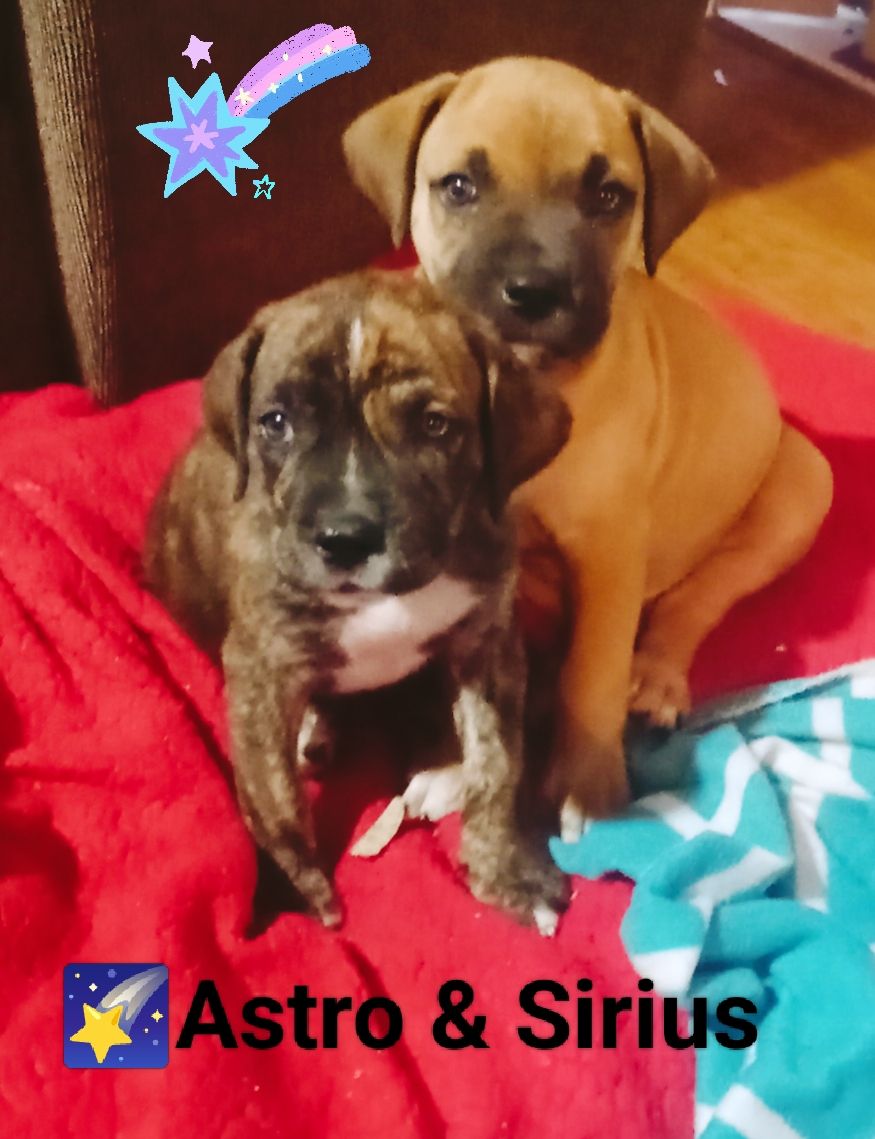 Bilbo's Dogpaws rescue