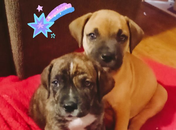 Bilbo's Dogpaws rescue