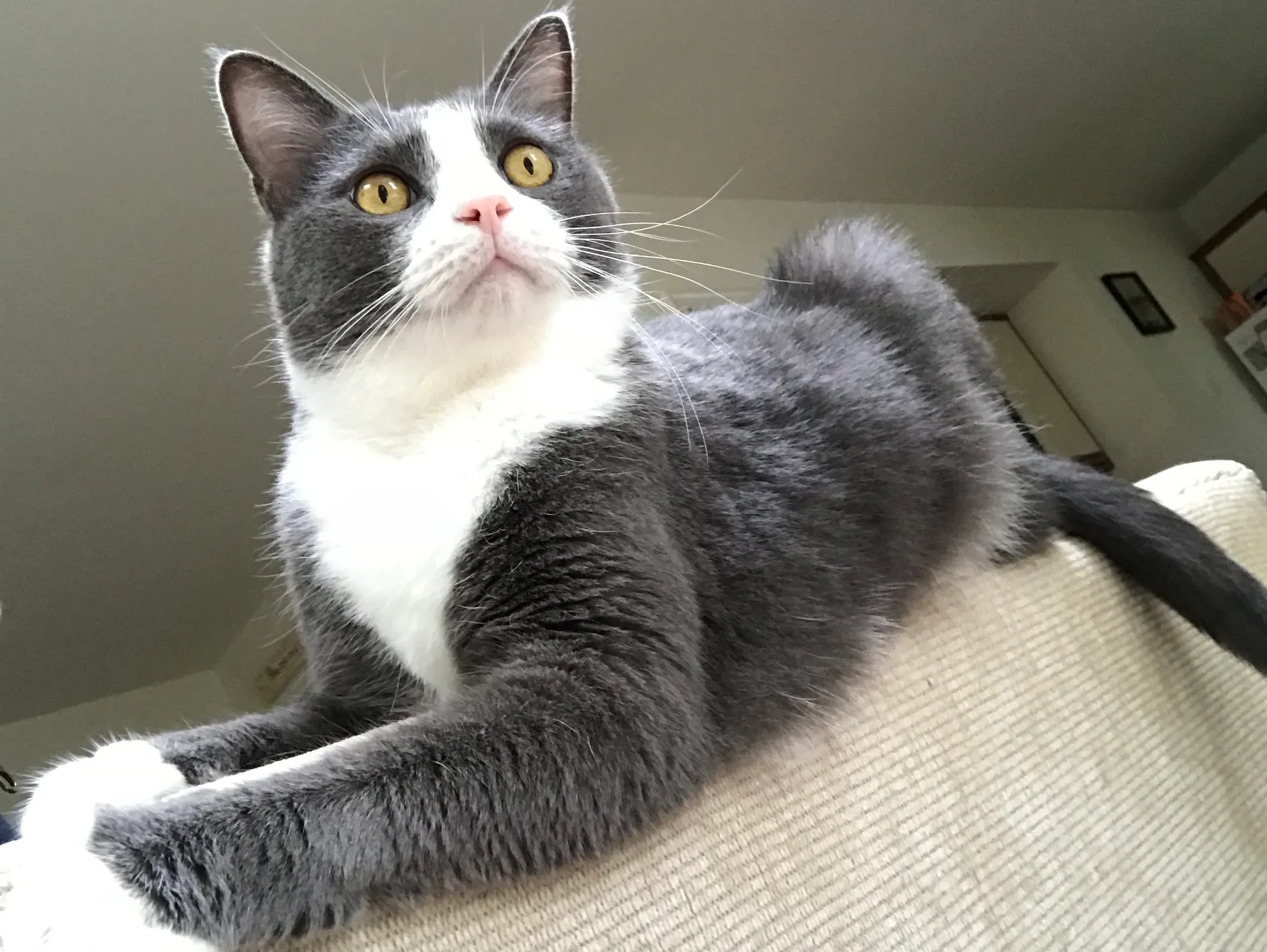 Straying Alive Cat Rescue