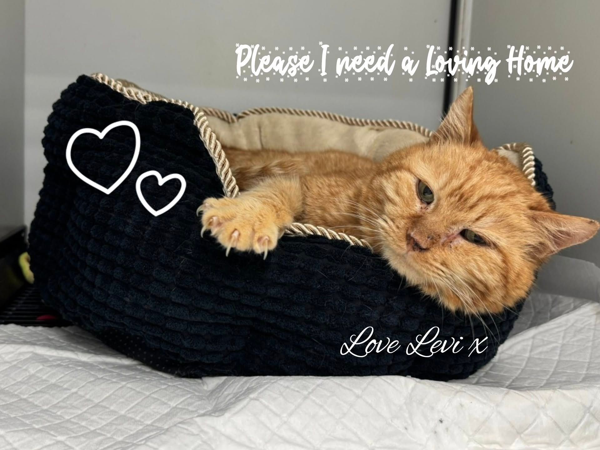 Tails of Hope Cat Rescue and Sanctuary-Veliko Tarnovo Bulgaria