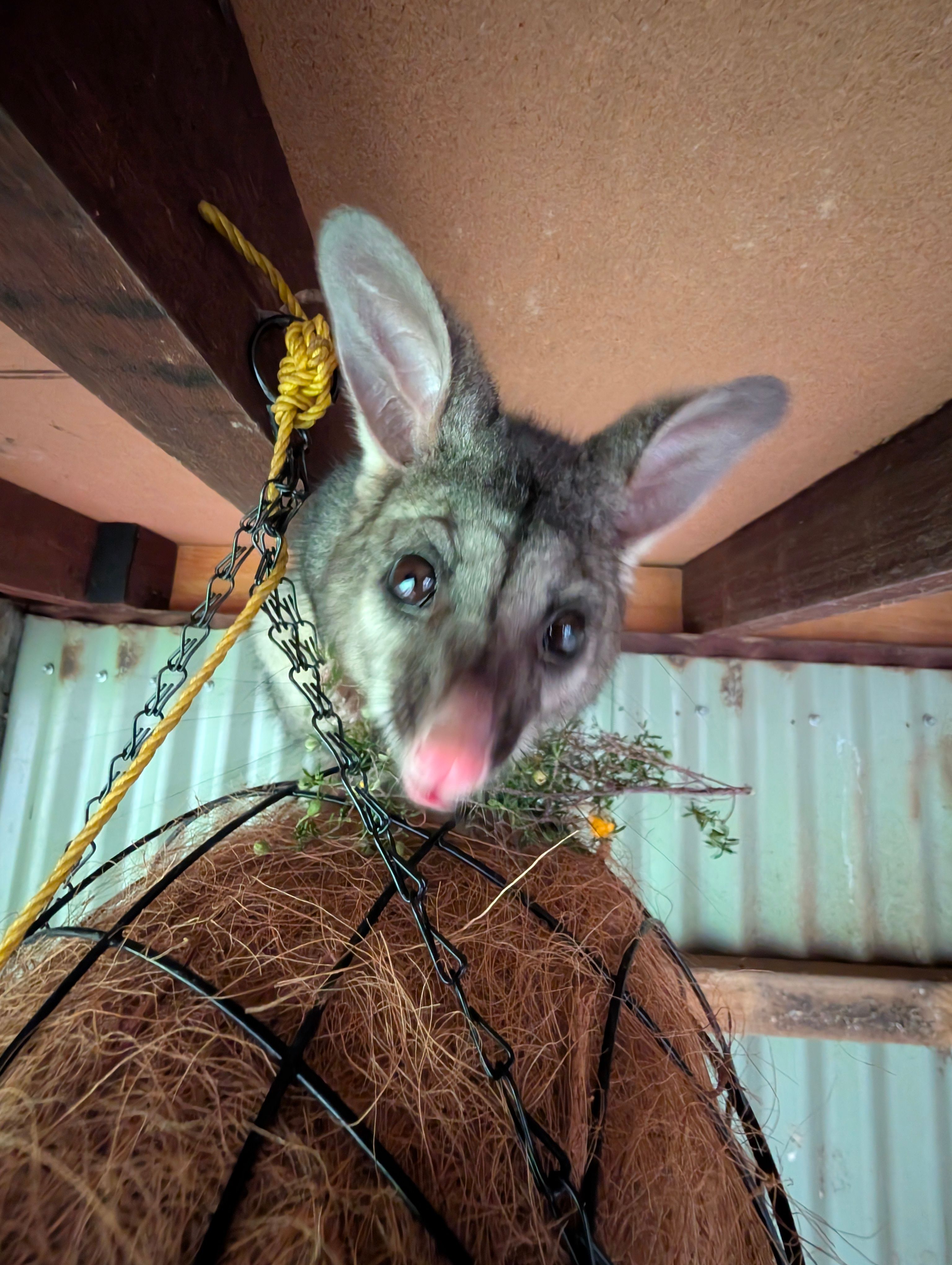 Paws For Wildlife inc.