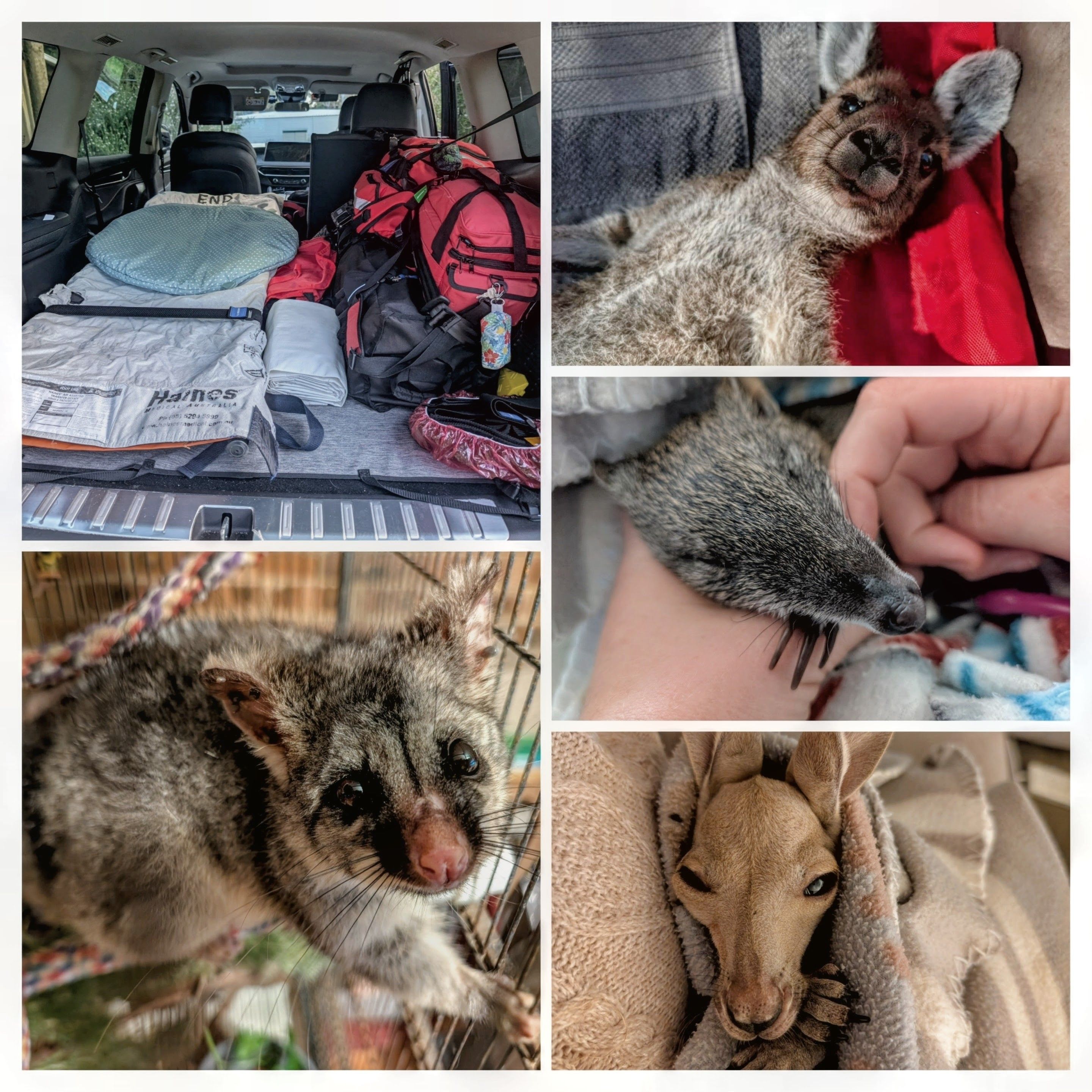Paws For Wildlife inc.