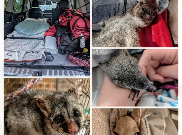 Paws For Wildlife inc.