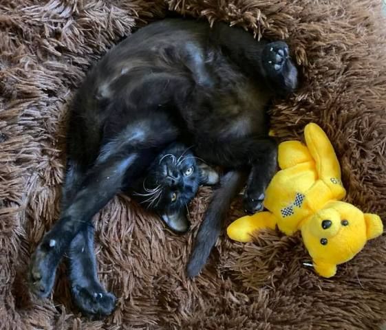 ACME Cats Rescue Ranch