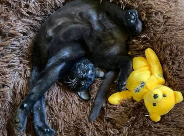 ACME Cats Rescue Ranch