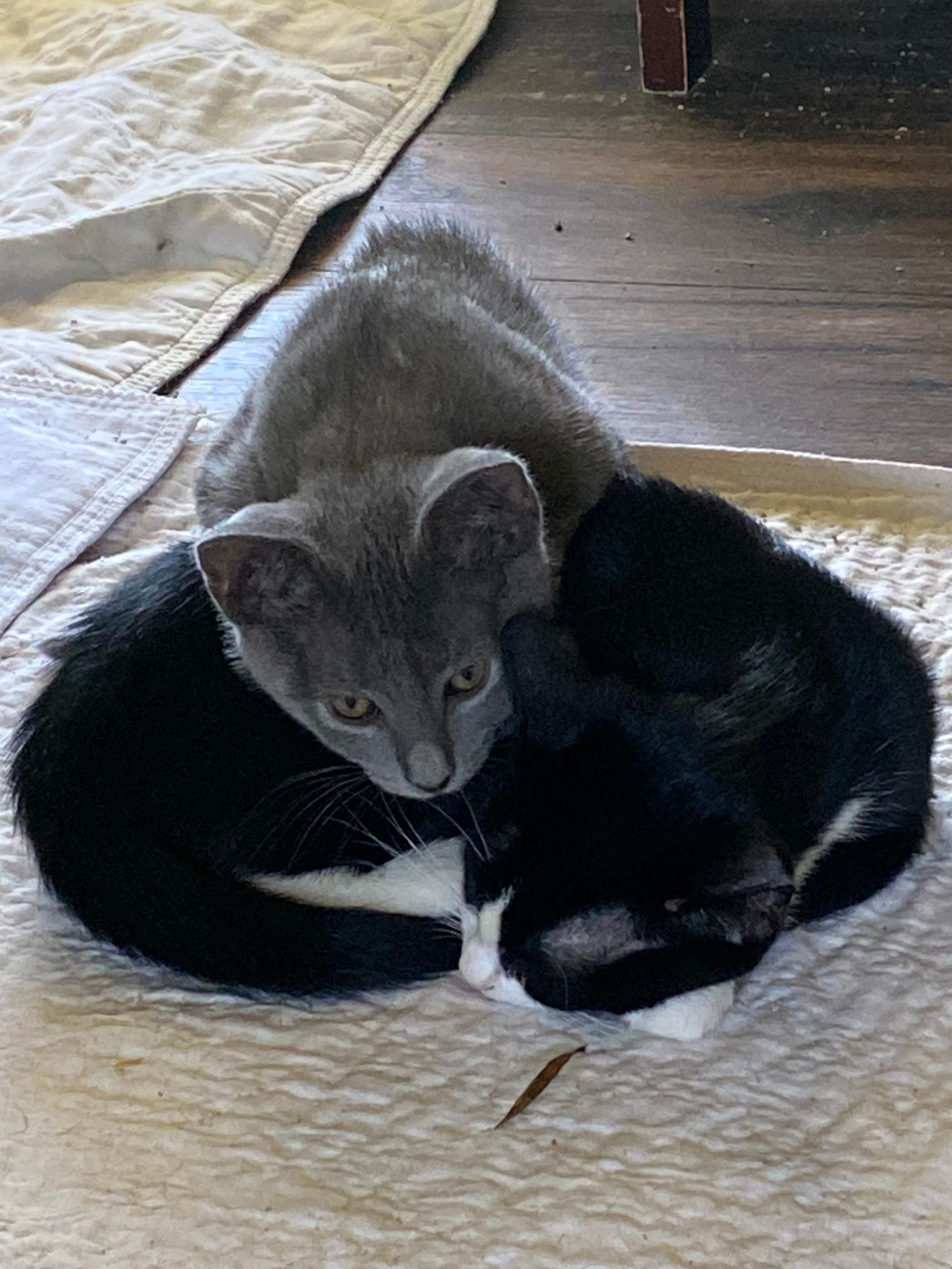 ACME Cats Rescue Ranch