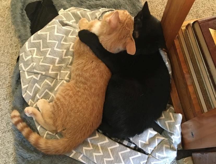 ACME Cats Rescue Ranch