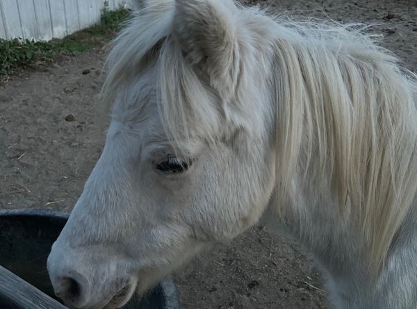 Sweet Liberty Ranch and Rescue