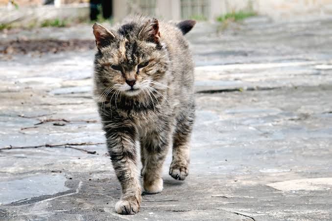 Venango County Kitty Committee