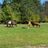 Hooves, Hearts, and Hope Equine Rescue and S