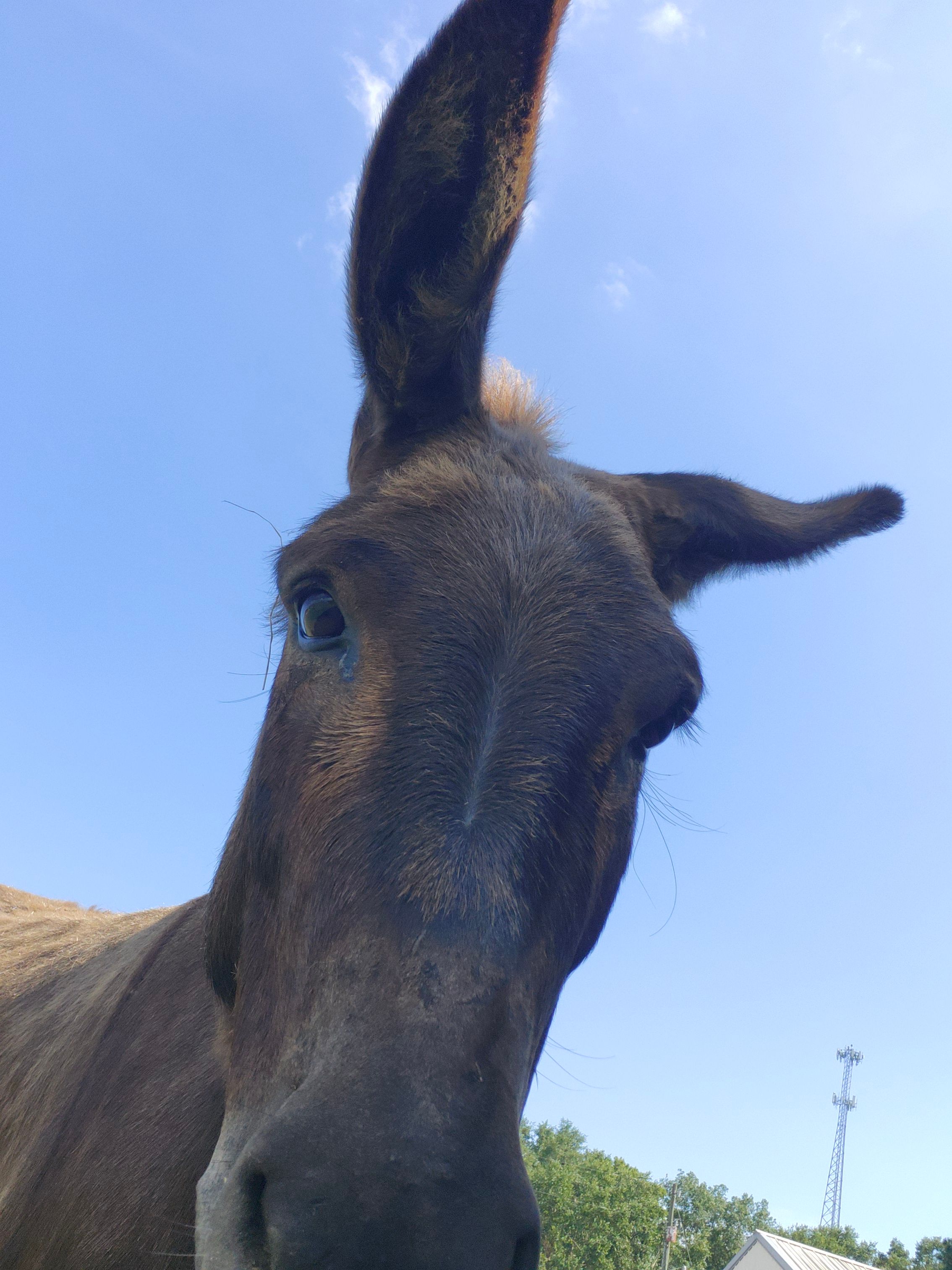 Hooves, Hearts, and Hope Equine Rescue and S