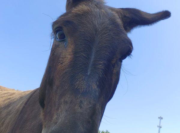 Hooves, Hearts, and Hope Equine Rescue and S