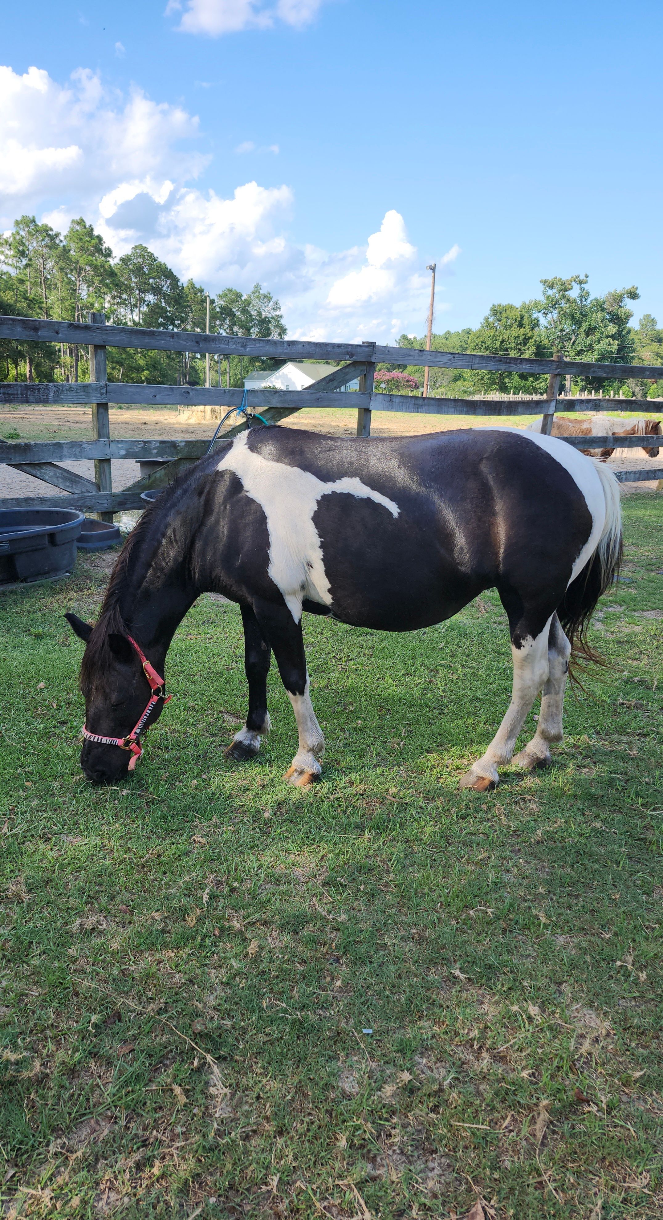 Hooves, Hearts, and Hope Equine Rescue and S