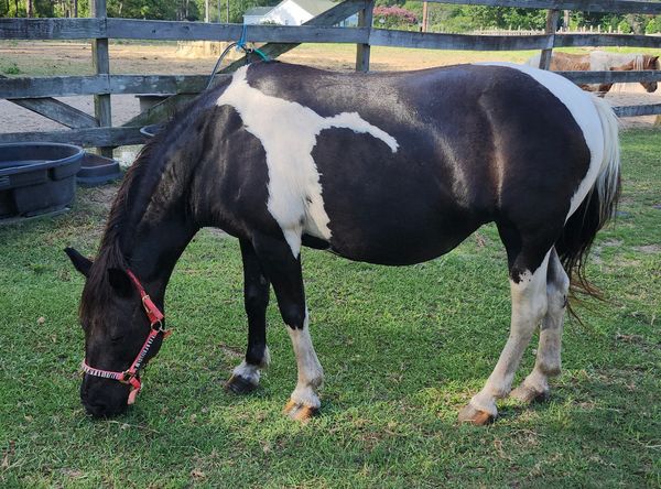 Hooves, Hearts, and Hope Equine Rescue and S