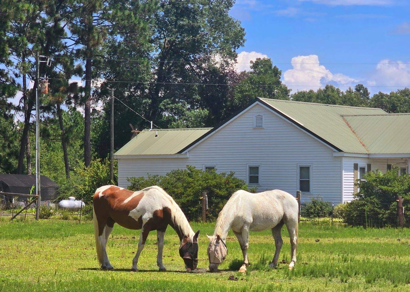Hooves, Hearts, and Hope Equine Rescue and S