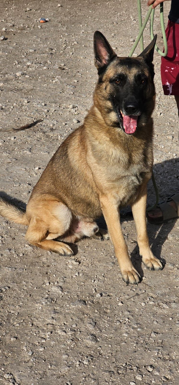 Franklin All Animal Rescue Team