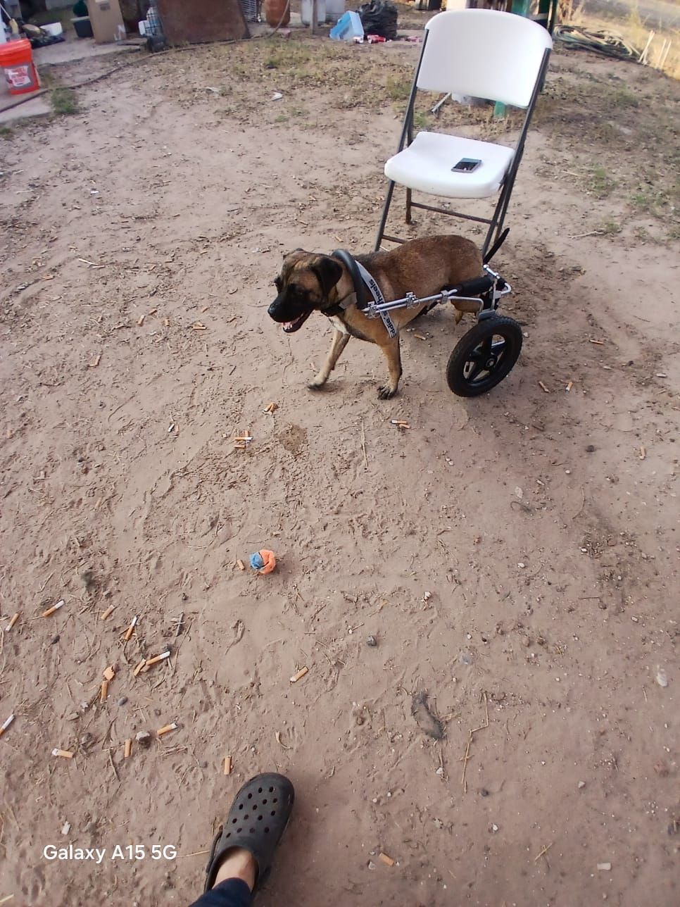 Franklin All Animal Rescue Team