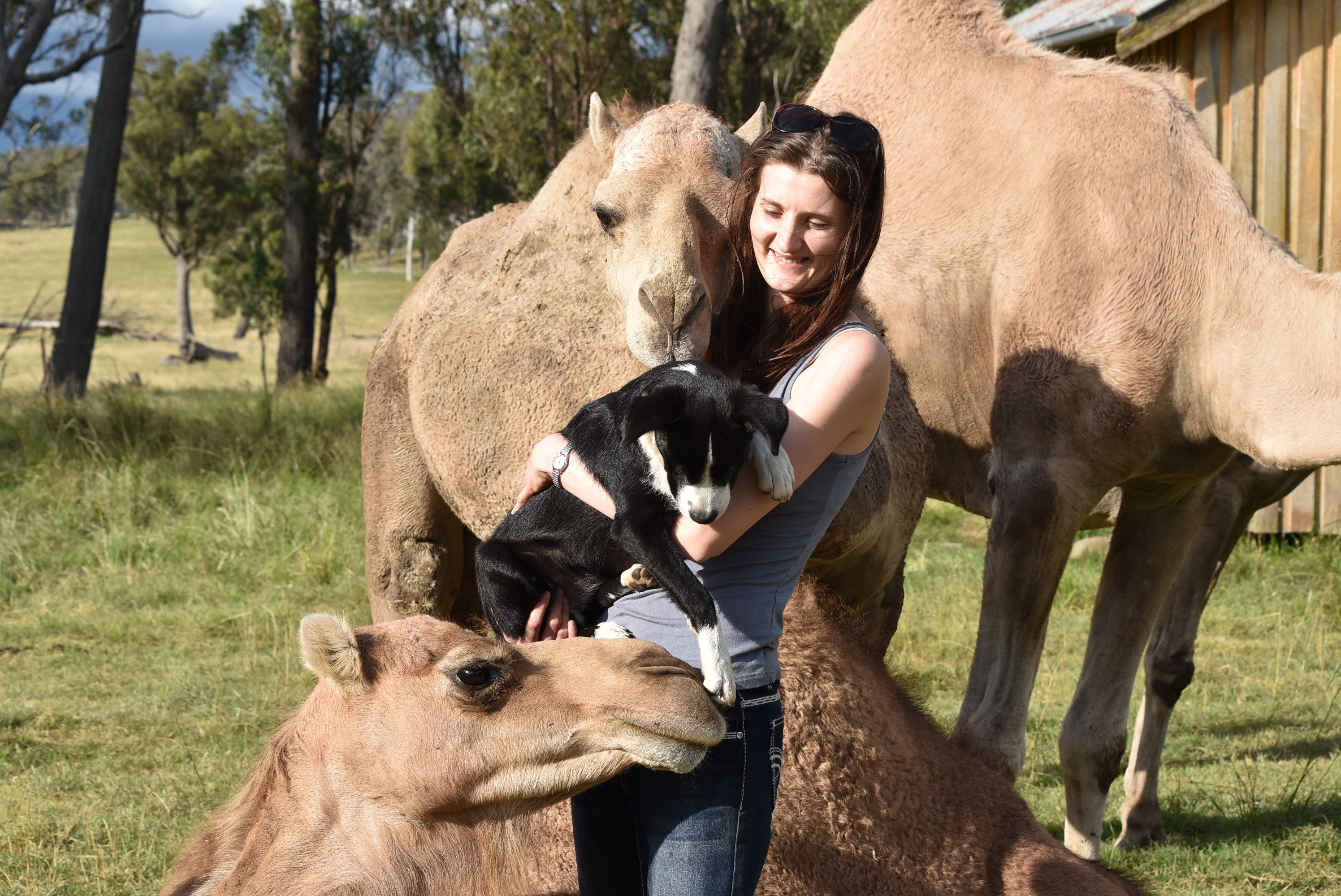 Kindly Animal Sanctuary