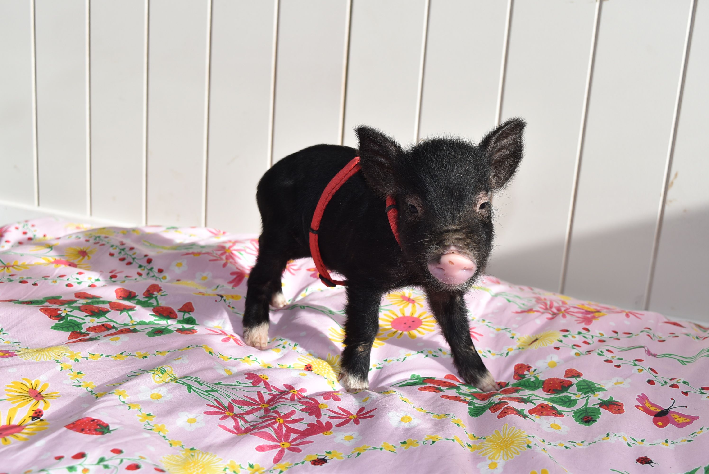 Kindly Animal Sanctuary