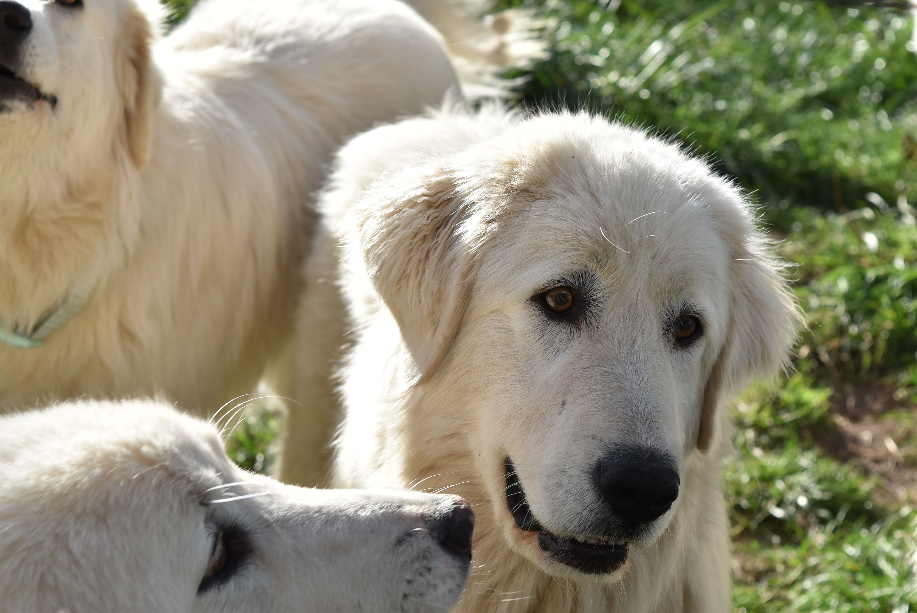 Kindly Animal Sanctuary