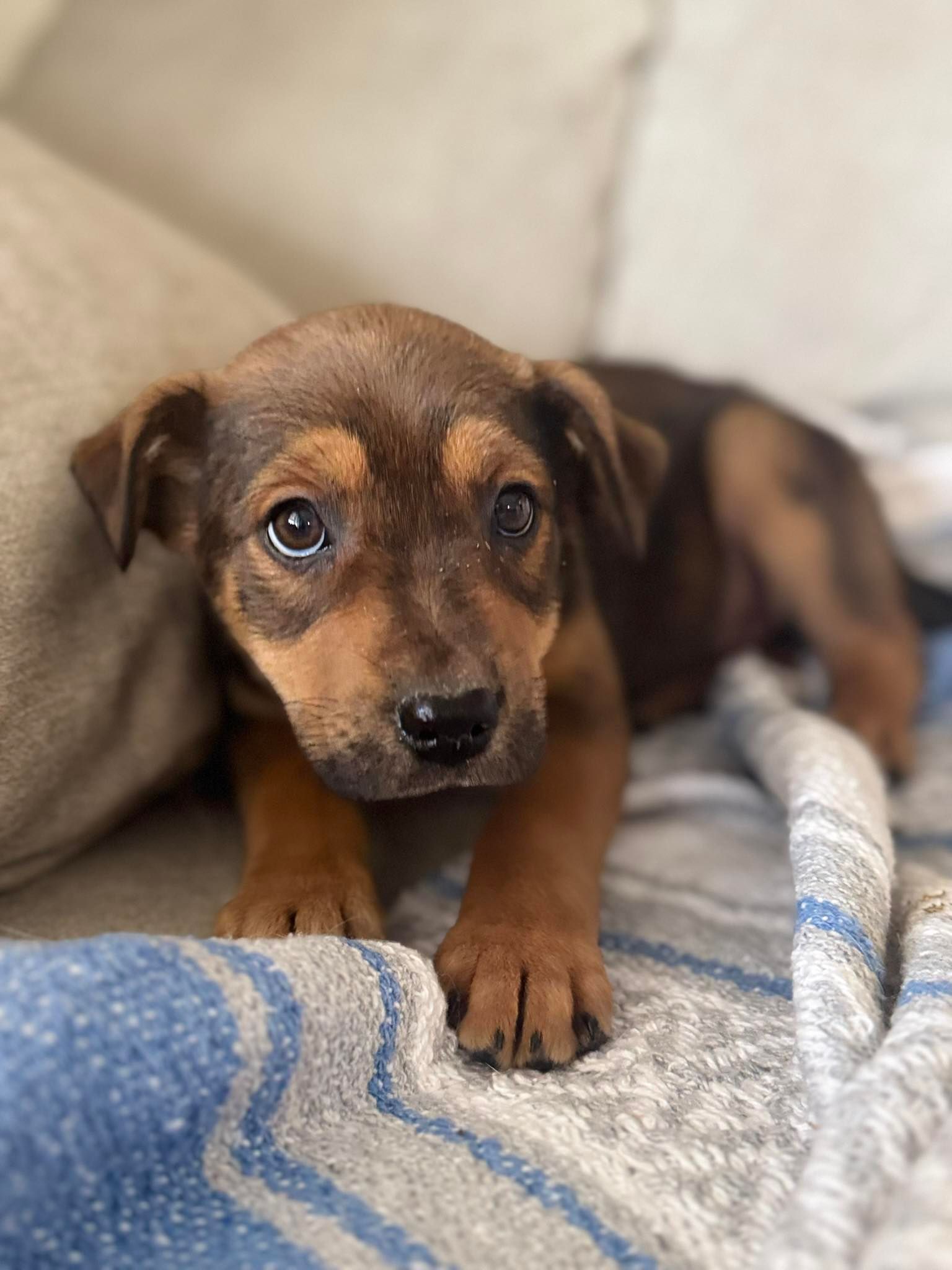 Old MacDonald Kennels & Animal Services