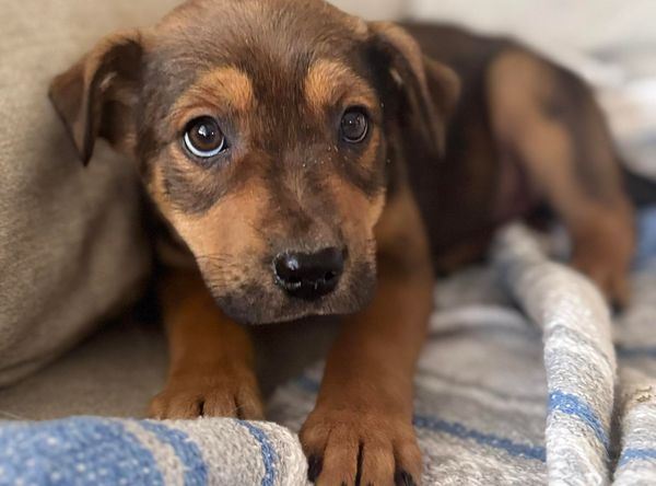 Old MacDonald Kennels & Animal Services