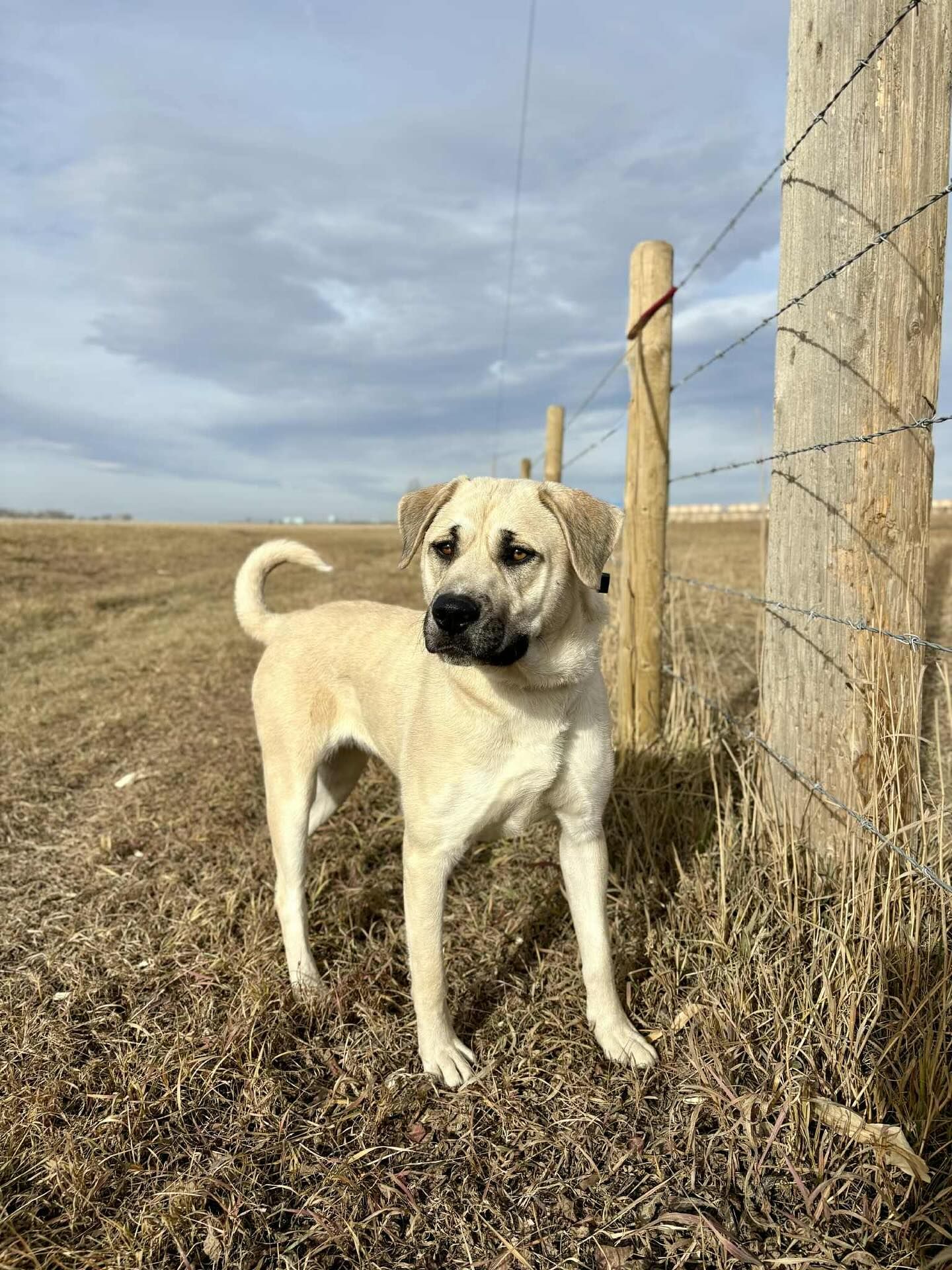 Old MacDonald Kennels & Animal Services
