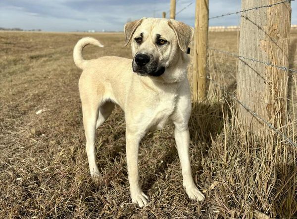 Old MacDonald Kennels & Animal Services