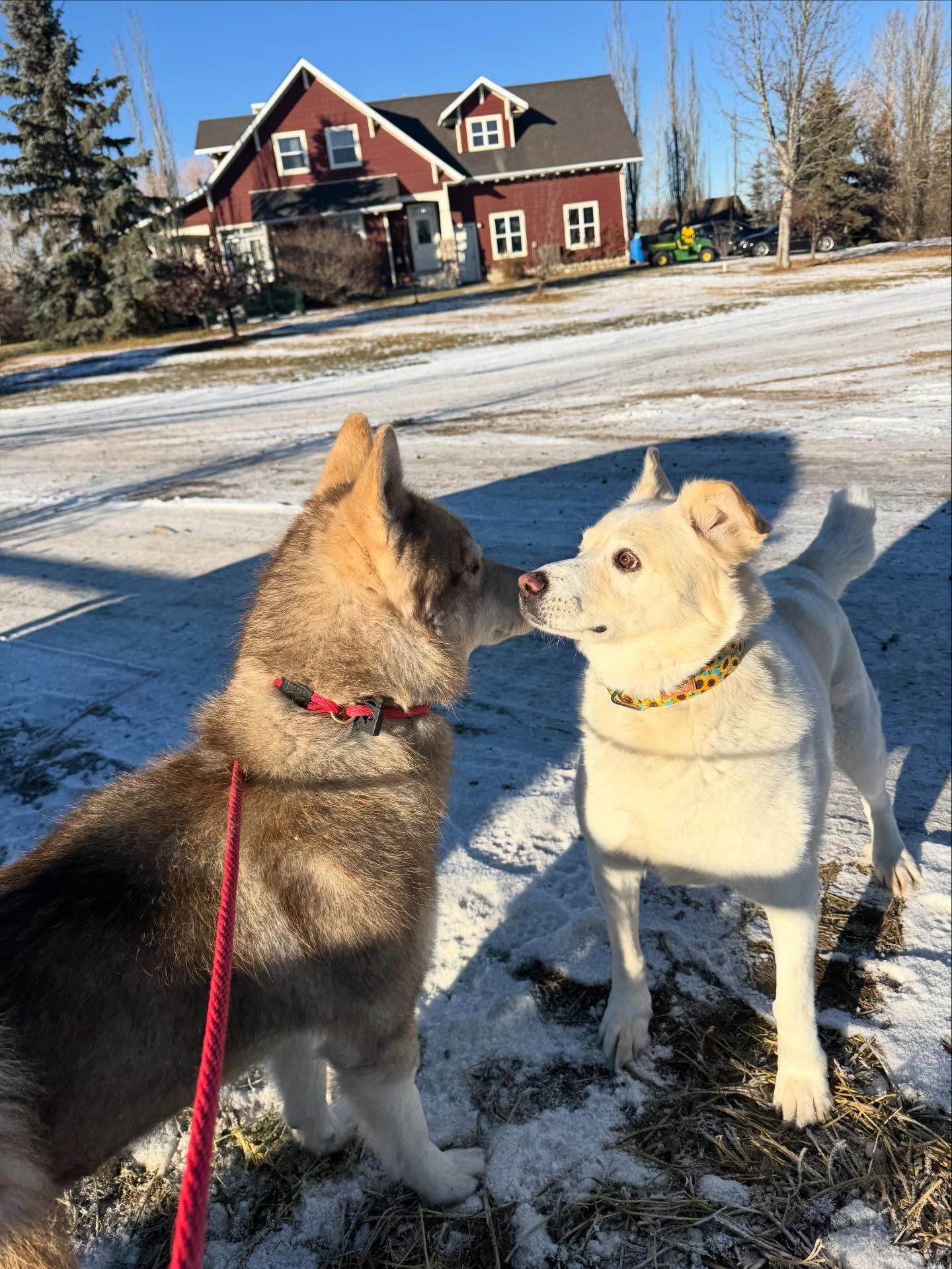 Old MacDonald Kennels & Animal Services