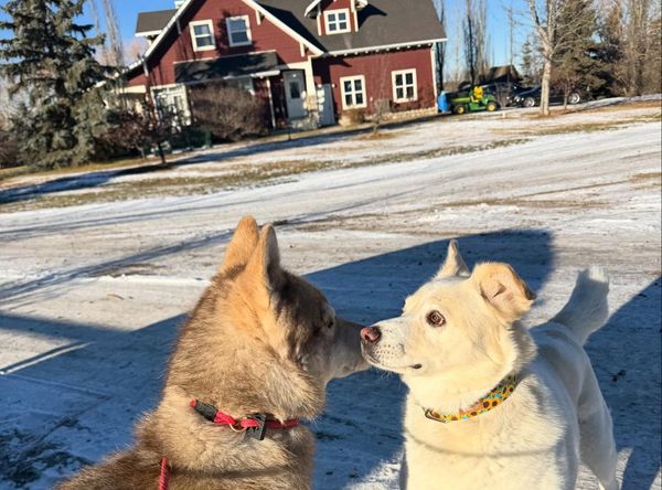 Old MacDonald Kennels & Animal Services