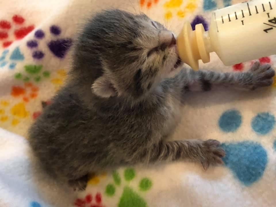 Southern Arizona Cat Rescue