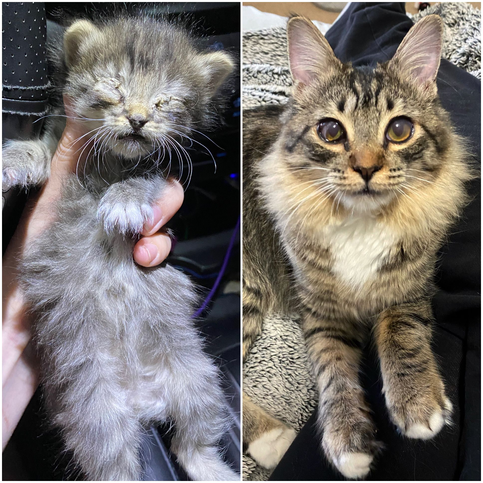 Southern Arizona Cat Rescue