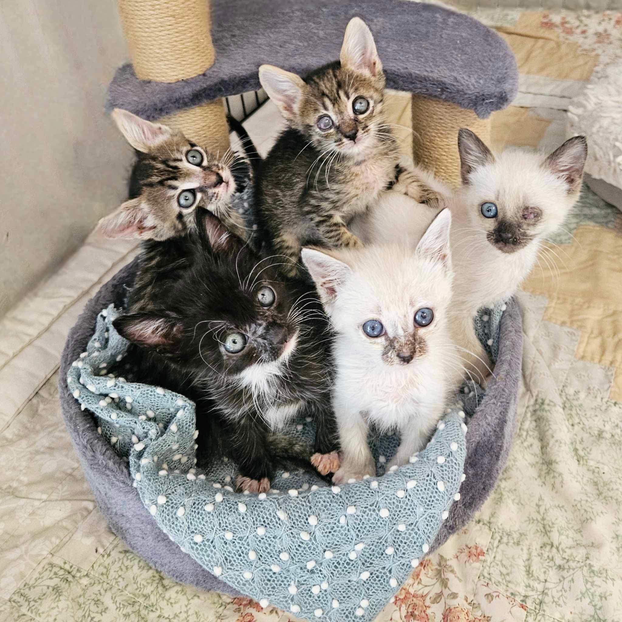 Southern Arizona Cat Rescue