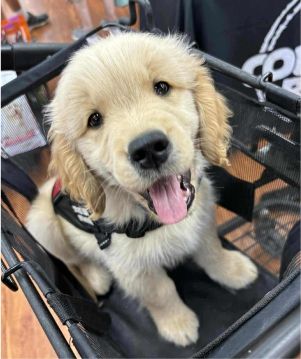 Canadian Veteran Service Dog Unit