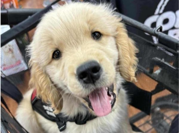 Canadian Veteran Service Dog Unit