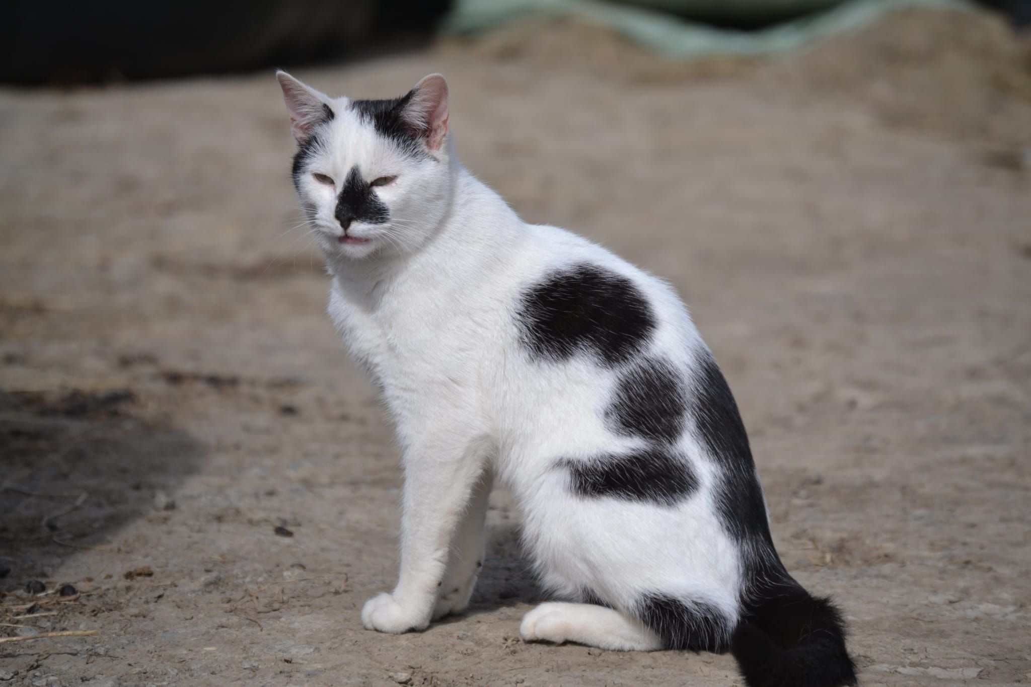 Alberts Horse Sanctuary 1114287