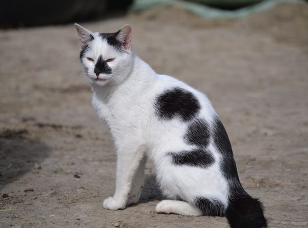 Alberts Horse Sanctuary 1114287